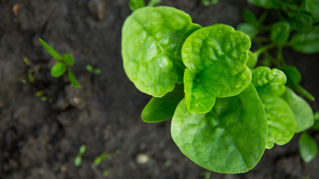 Crop of spinach