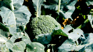 Broccoli growing on a farm - broccoli yields