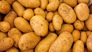 Potato yield grown with KYMINASI PLANTS Crop Booster