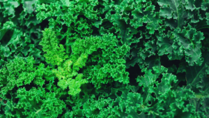 Kale yield grown with KYMINASI PLANTS Crop Booster Crop yield predictions