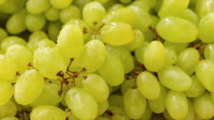 grape yield