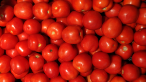 Tomatoes grown with KYMINASI PLANTS Crop Booster use less agrichemical