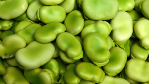 Broad, Fava bean grown with KYMINASI PLANTS Crop Booster - Increase Beans yield