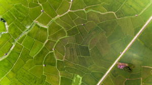AI Field mapping by Live Farmer