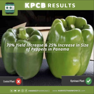 increase in crop yield peppers