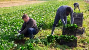Farm workers picking vegetables - migrant labour shortage