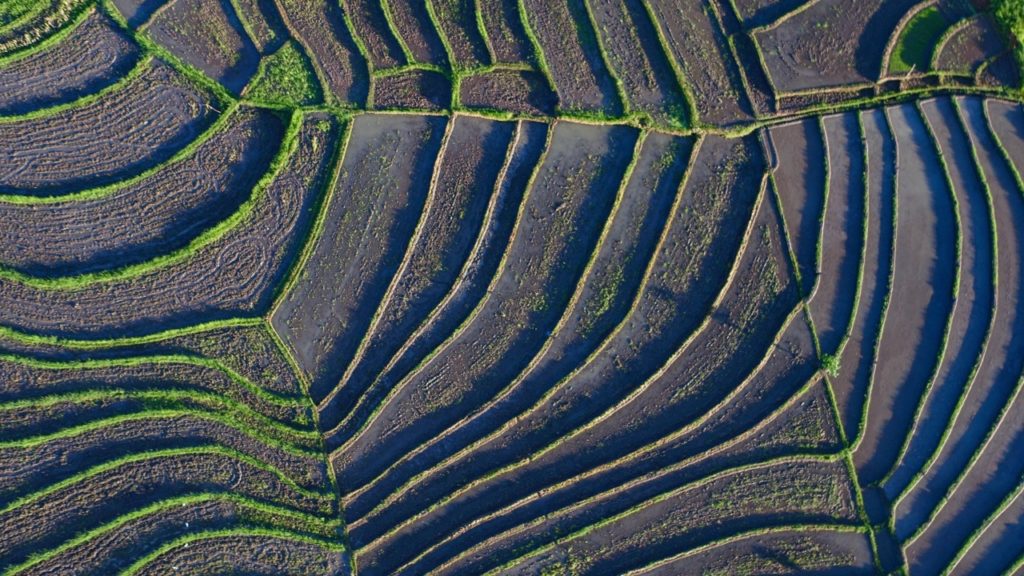 Why are young people in agriculture harder to find? ​