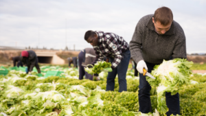 Farm workers harvesting crops and food - precision agriculture