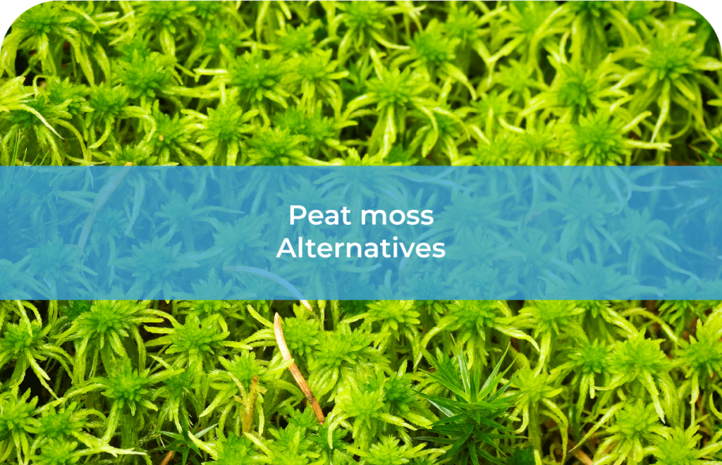 Peat moss alternatives