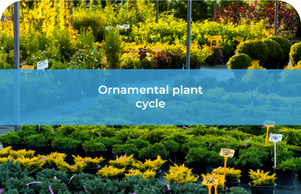 ornamental plant cycle