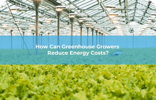 How-Can-Greenhouse-Growers-Reduce-Energy-Costs