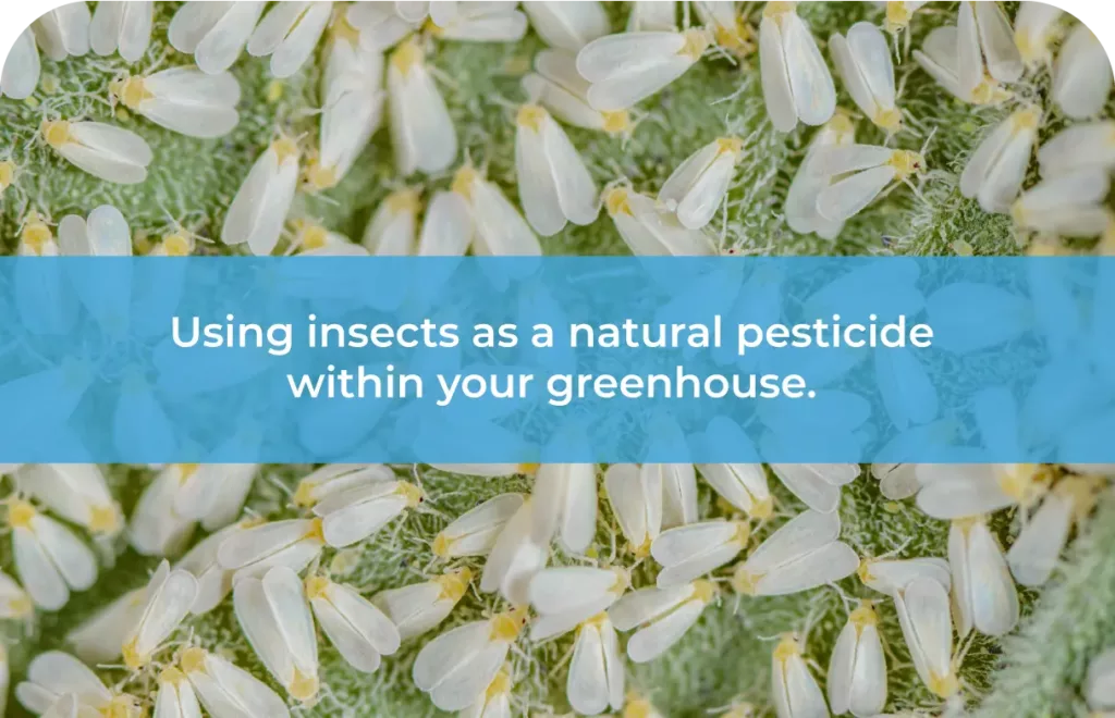 Using insects as a natural pesticide within your greenhouse