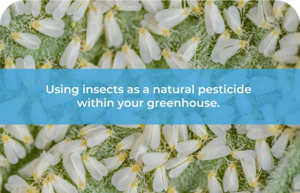 Using insects as a natural pesticide within your greenhouse
