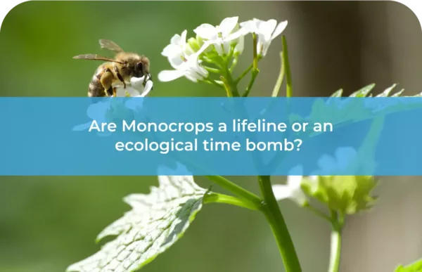 Are Monocrops a lifeline or an ecological time bomb
