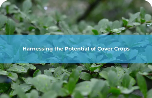Harnessing the potential of cover crops