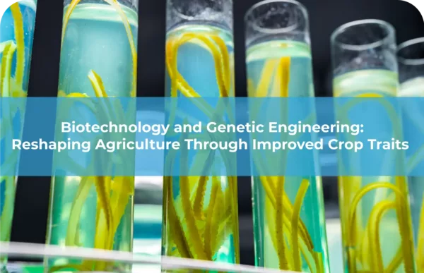 Biotechnology and Genetic Engineering Reshaping Agriculture Through Improved Crop Traits