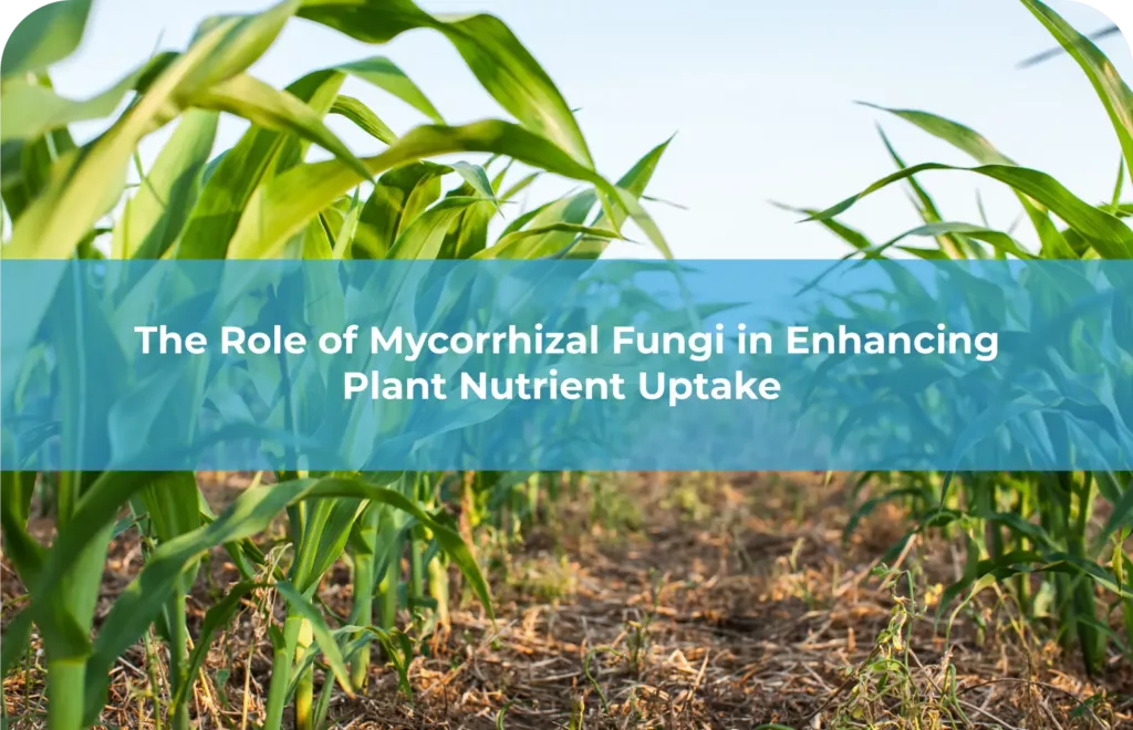 The Role of Mycorrhizal Fungi in Enhancing Plant Nutrient Uptake