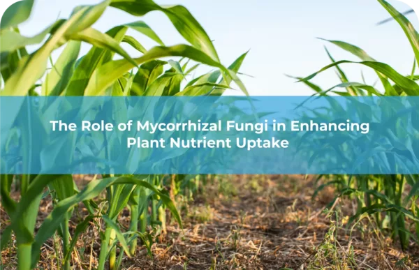 The Role of Mycorrhizal Fungi in Enhancing Plant Nutrient Uptake