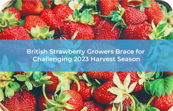 British Strawberry Growers Brace for Challenging 2023 Harvest Season
