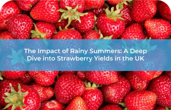 The Impact of Rainy Summers A Deep Dive into Strawberry Yields in the UK
