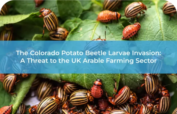 The Colorado Potato Beetle Larvae Invasion A Threat to the UK Arable Farming Sector