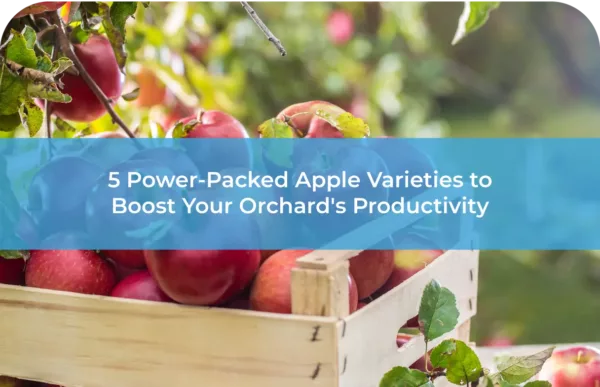 5 Power Packed Apples Varieties to Boost Your Orchards Productivity 