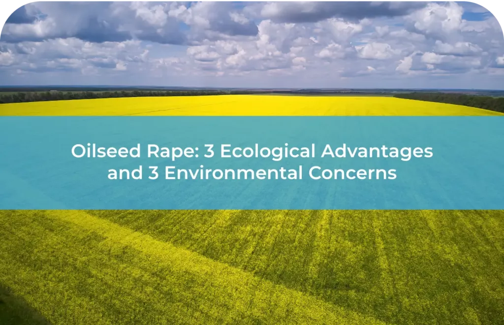 oilseed rape 3 -Ecological-Advantages-and-3-concerns