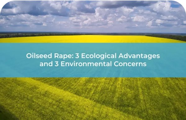oilseed rape 3 -Ecological-Advantages-and-3-concerns