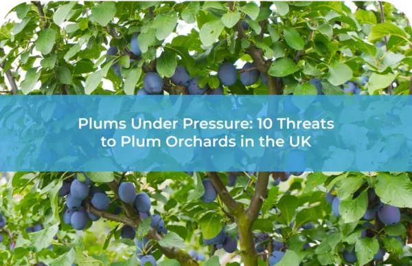 Plums Under Pressure 10 Threats to Plum Orchards in the UK​