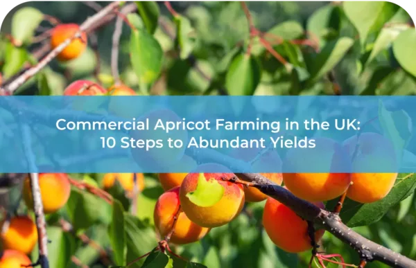 Commercial Apricot Farming in the UK 10 Steps to Abundant Yields