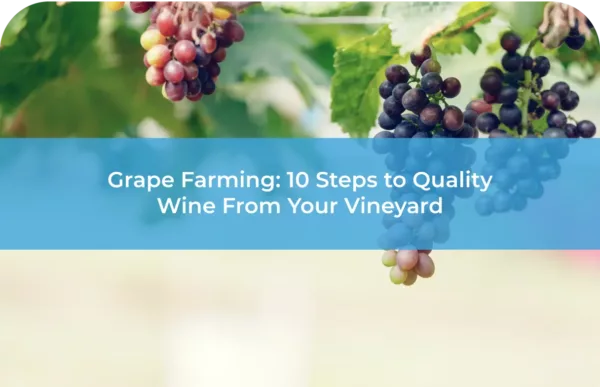 Grape Farming 10 Steps to Quality Wine From Your Vineyard