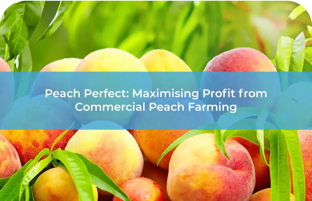 Peach Perfect Maximising Profit from