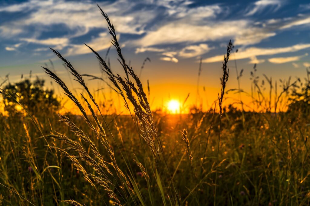 sustainable farming