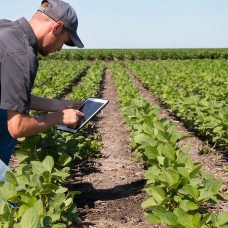 Agronomist Using a Tablet in an Agricultural FieldAgronomist Using a Tablet in an Agricultural Field
