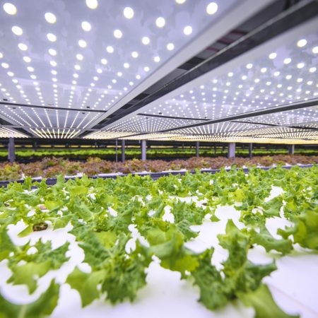 Vast indoor farming facility with stacks of carefully tended living lettuce crops lit by an array of LED lights.