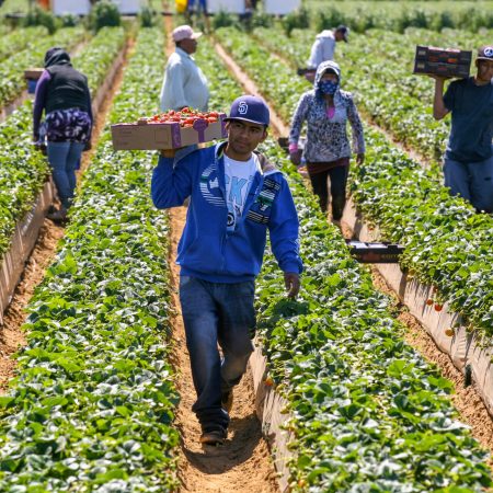Seasonal worker crop picking a Strawberry field