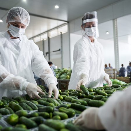 Concentrated Caucasian woman and her colleague in latex gloves and a face shield sorting cucumbers