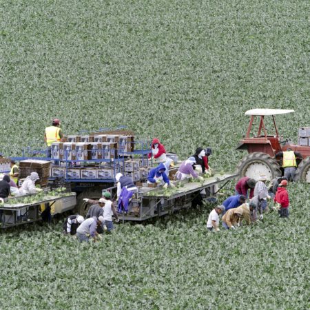 Farm workers picking crop