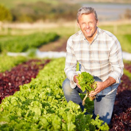 Farmer Harvesting Organic Salad Leaves On Farm, Smiling To Camera