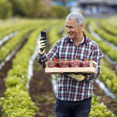 Mature male farmer working in strawberry field and using mobile phone or smartphone app during summer day.